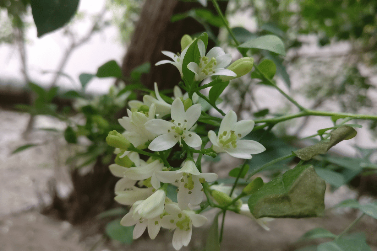 Myrtus communis.png